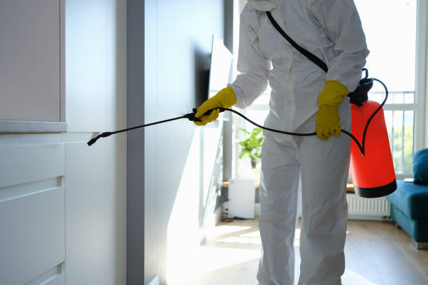 Best Black Mold Removal  in Stratford, CA